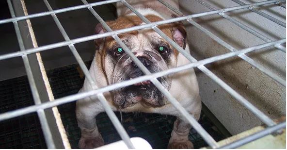 Ordinance to Ban Sales of Puppy Mill Animals in Laguna Beach