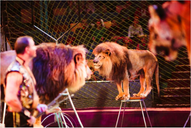 Trainers stands among lions and tigers on ring in circus