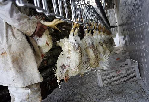 AB 3159 (Thurmond) - Animal Slaughter: Poultry