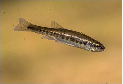 Eurasian minnow swimming