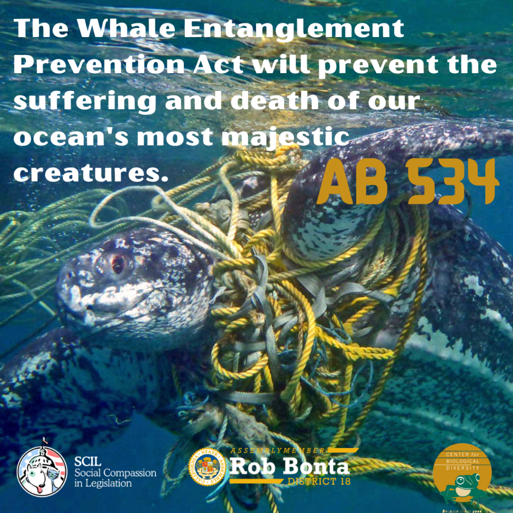 AB 534 to Protect Endangered Sea Life