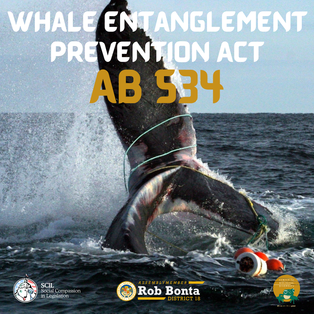 AB 534 to Protect Endangered Sea Life