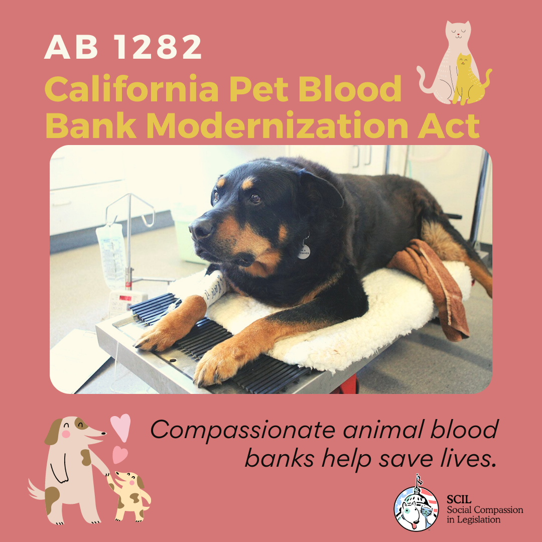 Assemblymember Bloom And Senator Wilk Team Up To Introduce Bill That Will Phase Out Closed Colonies For California S Commercial Animal Blood Industry Social Compassion In Legislation