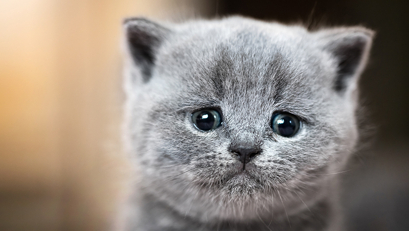 extremely-sad-looking-kitten_800px