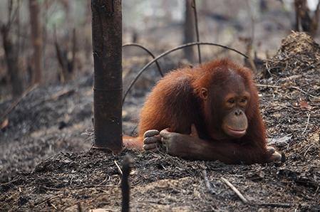 CA Deforestation Act