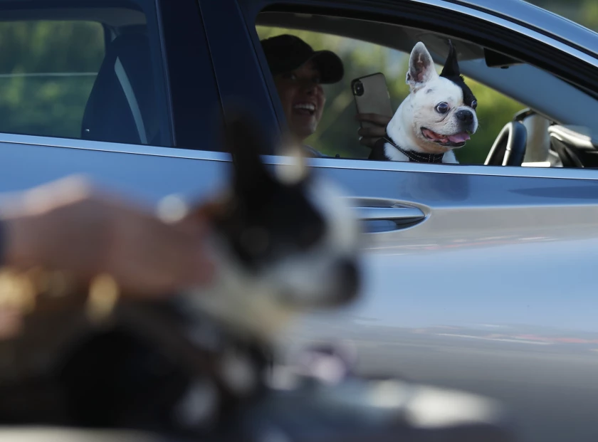 Dogs in hot cars