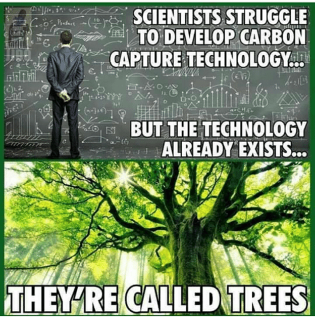 they are called trees