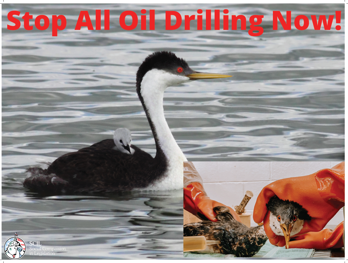 stop oil drilling campaign