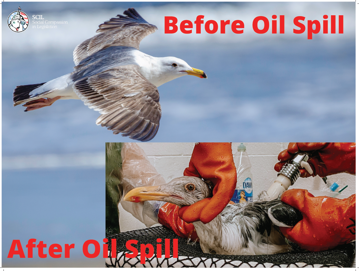 stop oil drilling campaign