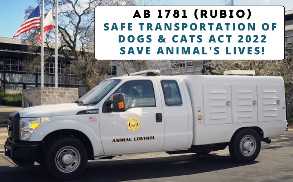 The Safe Transportation of Dogs and Cats Act Introduced by Assemblymember  Blanca Rubio and Sponsored by Social Compassion in Legislation - Social  Compassion in Legislation