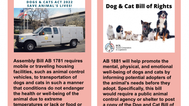 dog and cats bill of rights