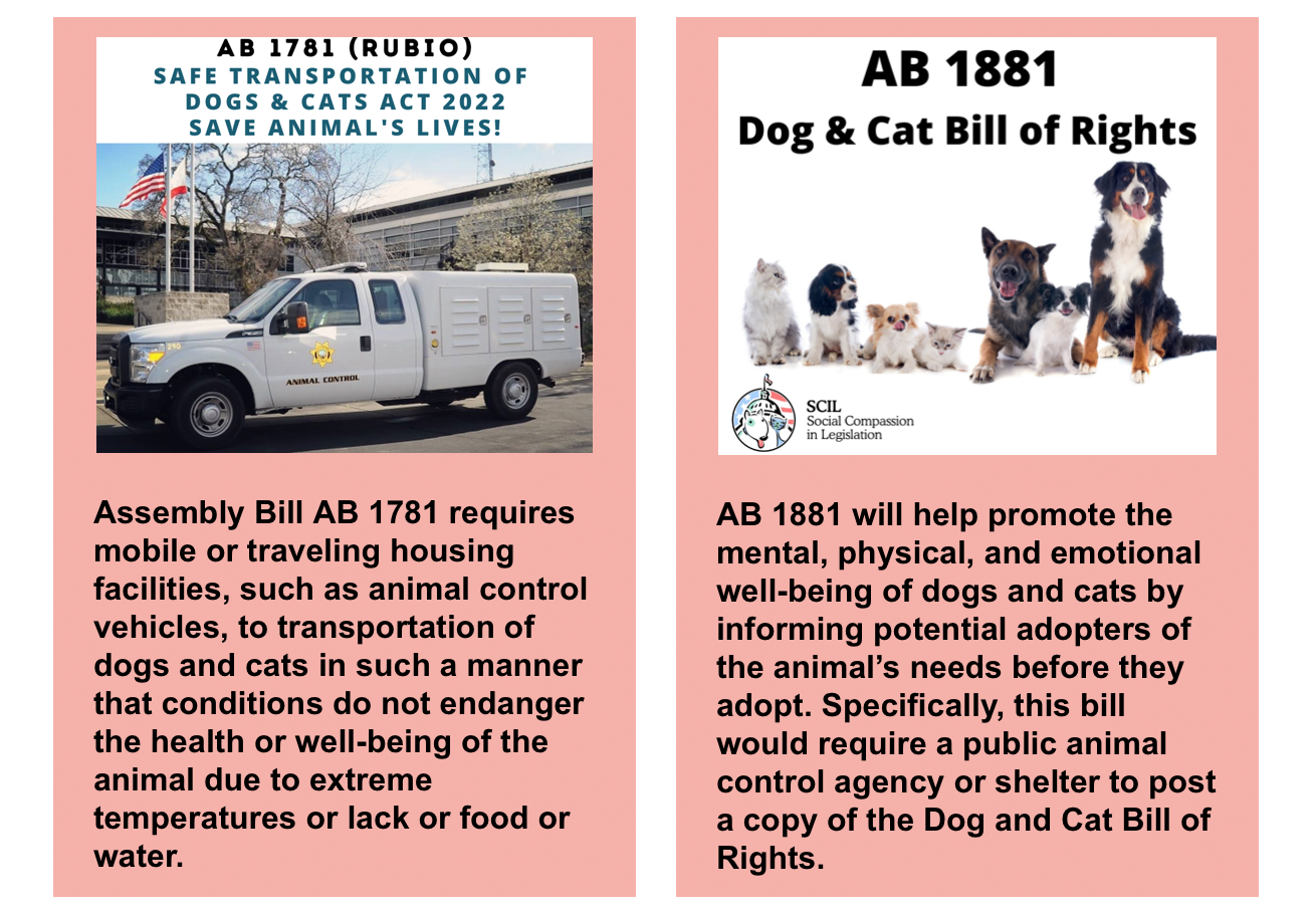 dog and cats bill of rights