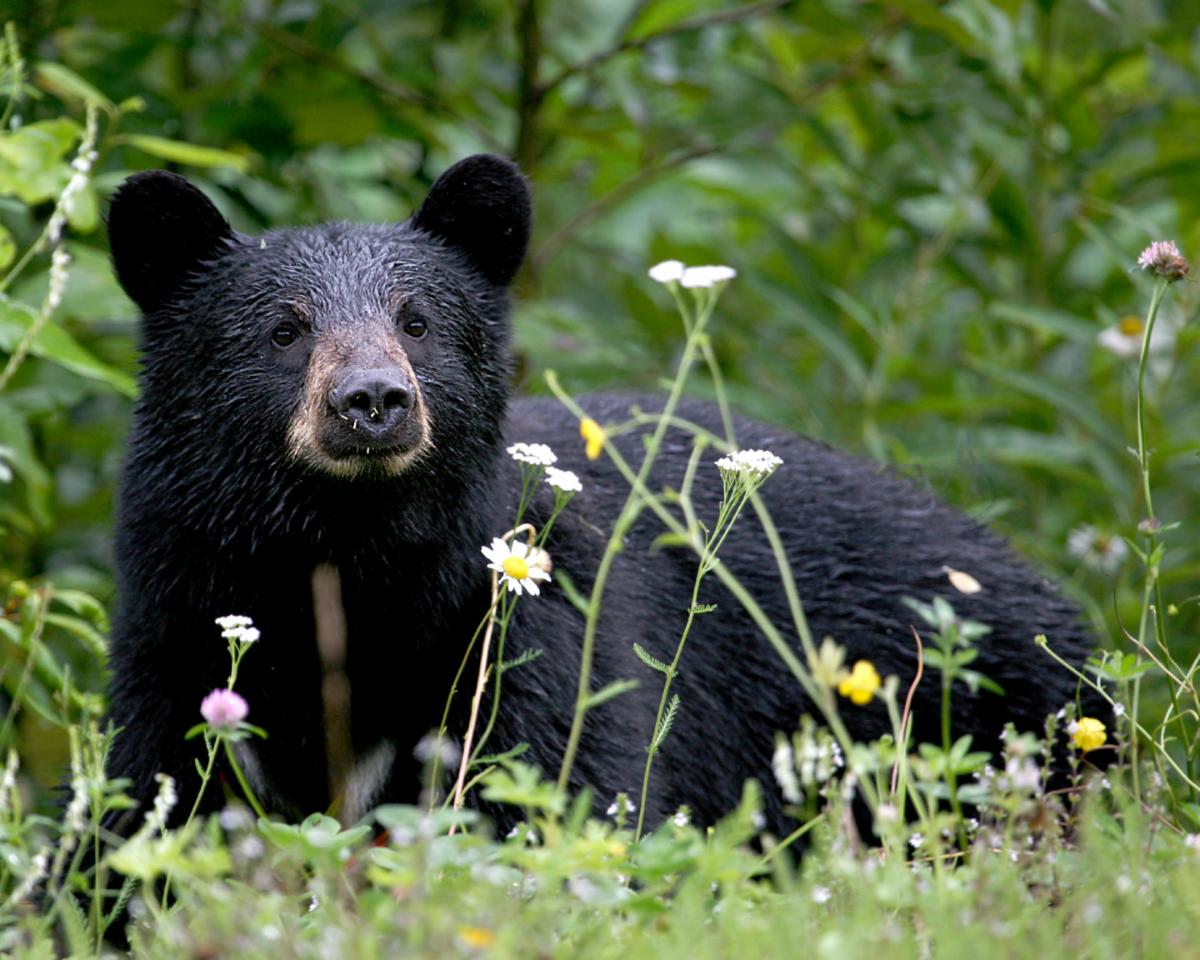 Recent Bear Attacks Prompt a Call to Ease Hunting Restrictions