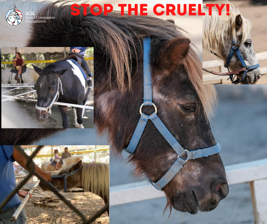 Stop the cruelty! Updates on Griffith Park Ponies, Big Cats, & Rodeos!