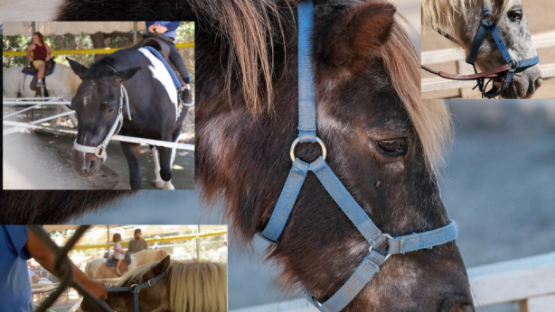 Ensure Non-animal Entertainment Replaces Pony Rides