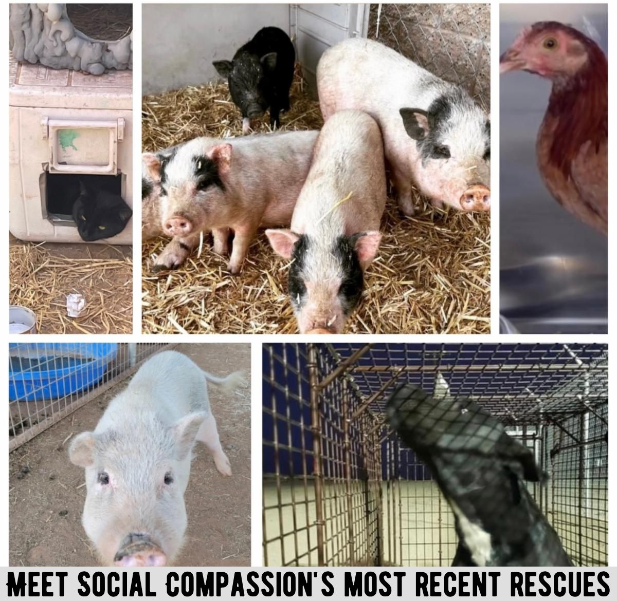 Meet Social Compassion's Most Recent Rescues