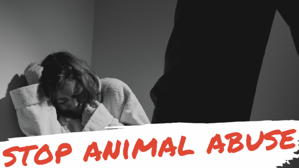 AB 829, The Animal Cruelty & Violence Intervention Act