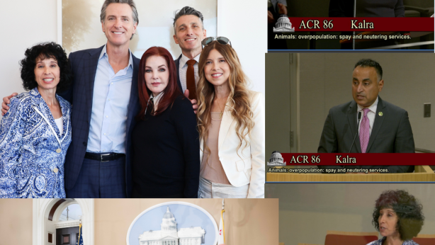August 28 2023 - SCIL working for the animals: a press conference, ACR 86 Hearing and Meeting with Governor Newsom