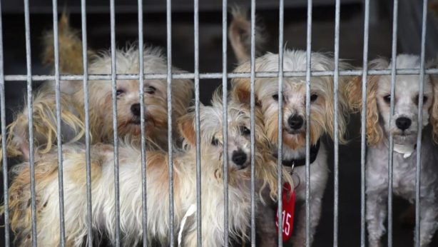 A large crowd showed up to the San Bernardino County Devore Animal Shelter, looking to adopt nearly 200 dogs rescued by San Bernardino County Animal Care and Control in February 2015. The dogs were found at an abandoned house in Lucerne Valley. (File photo by John Valenzuela, The Sun/SCNG)