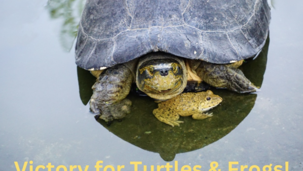Victory for turtles & frogs!