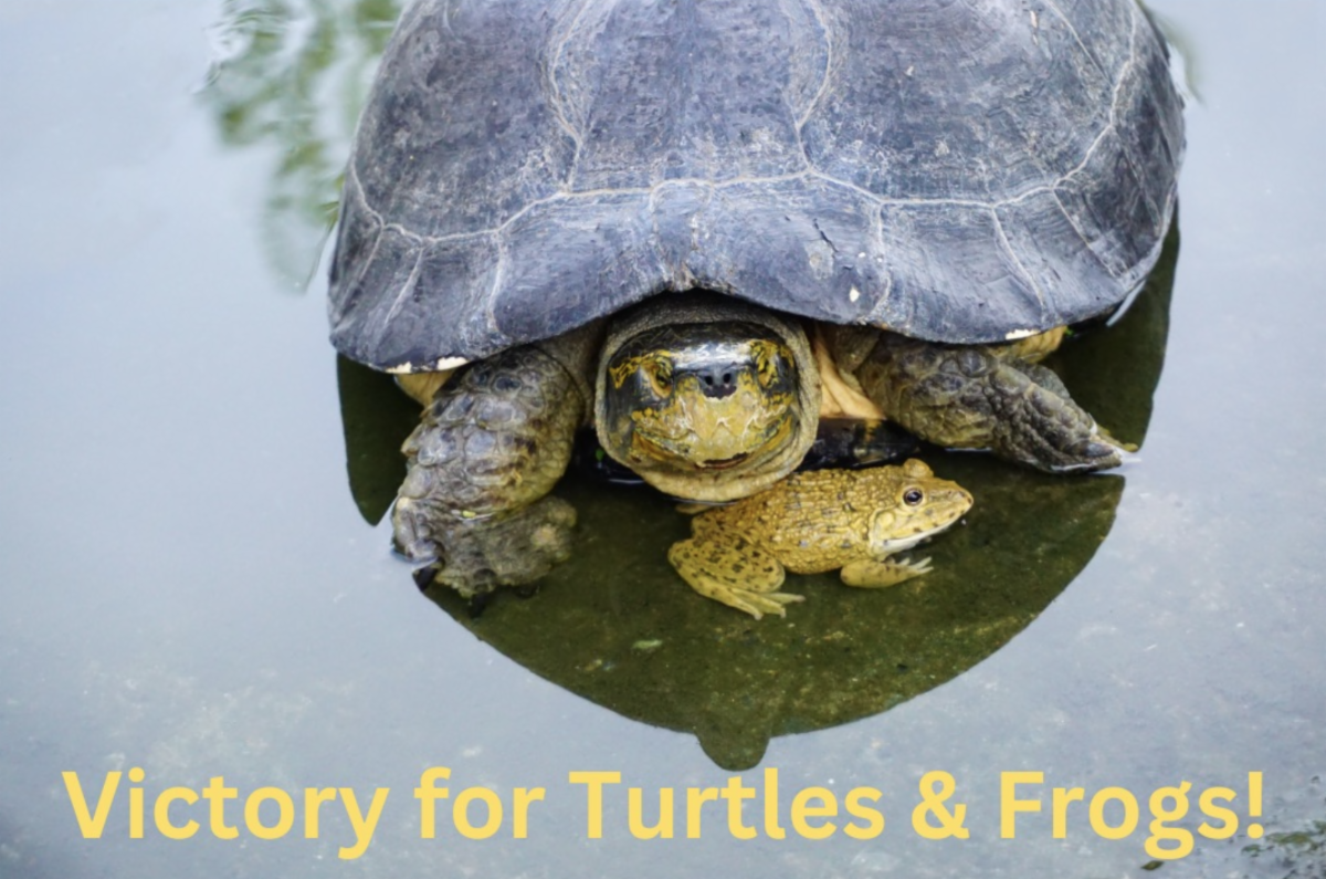 Victory for turtles & frogs!