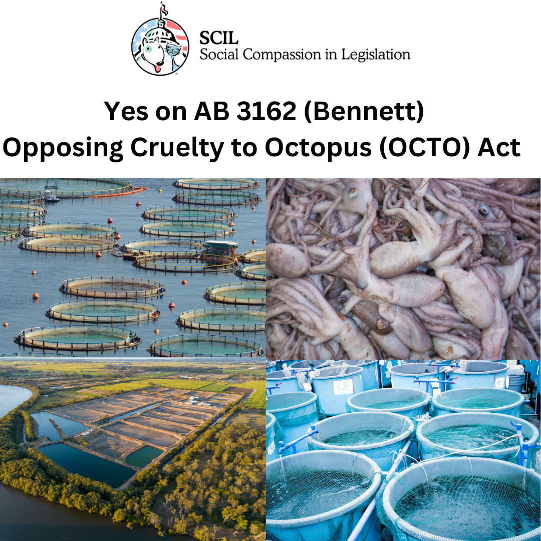 AB 3162 (Bennett), the OCTO Act