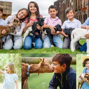 Act Now: $500K in Pet Lover Grants! New Video & Investigation on Cedar the Goat’s Abusers