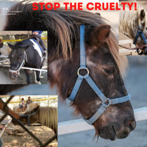 Stop the cruelty! Updates on Griffith Park Ponies, Big Cats, & Rodeos!