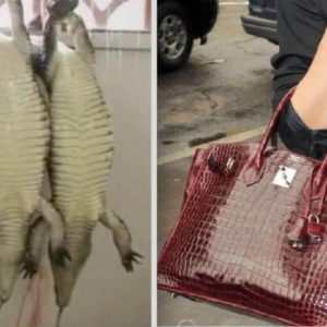 Birken Purse