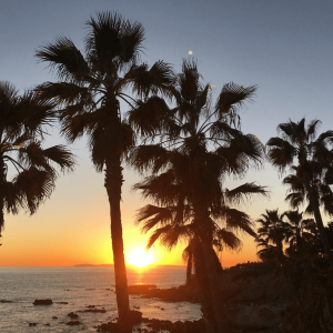 Saving California's Wildlife