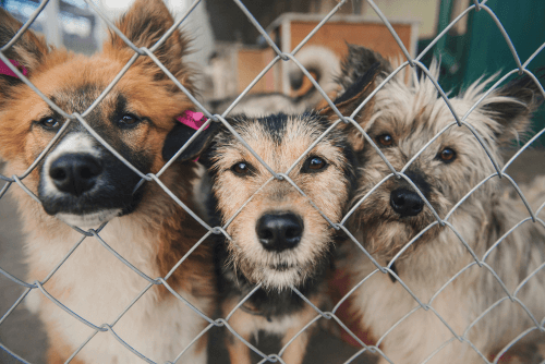 California Shelters