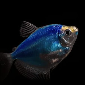 California-Bill-Aims-Ban-Sale-Genetically-Modified-Pets-social-compassion-in-legislation