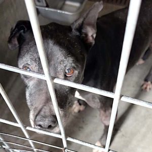 California-Bill-Move-Seized-Animals-Into-Homes-Faster-social-compassion-in-legislation