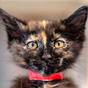 California-animal-abuse-registry-social-compassion-in-legislation