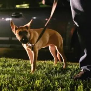 California-lawmakers-bill-adoptions-abused-animals-assemblymember-matt-haney-social-compassion-in-legislation
