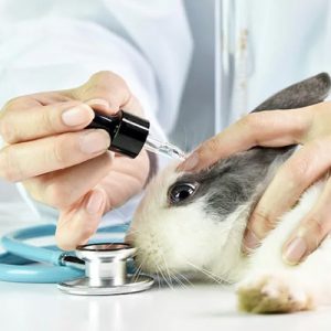 Californias-groundbreaking-ban-on-cosmetics-tested-on-animals