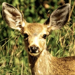 Updates and Call to Action: Hoarding/Cruelty Case, Catalina Deer Eradication, Mountain Lion Win, Plant-Based Treaty Explained