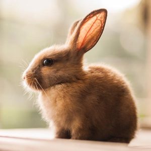 <a href="https://www.pcrm.org/news/good-science-digest/making-animal-experiments-exception-physicians-committees-road-fda-reform">Making Animal Experiments the Exception: The Physicians Committee’s Road to FDA Reform</a>