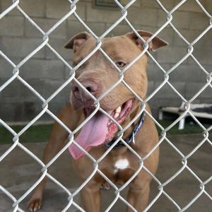 <a href="https://localnewsmatters.org/2026/05/13/haney-legislation-would-speed-transfer-of-abused-animals-into-foster-adoptive-homes/">Haney legislation would speed transfer of abused animals into foster, adoptive homes</a>