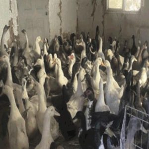 Hoarder-Howard-Berkowitz-Duck-Sanctuary-Arrested-for-Felony-Animal-Abuse-Social-Compassion-in-Legislation