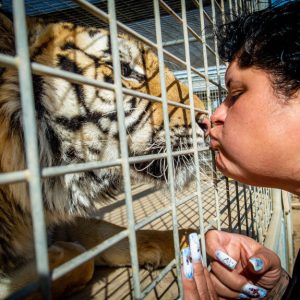 big cats limited