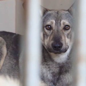LA-County-DA-backed-animal-cruelty-bill-social-compassion-in-legislation