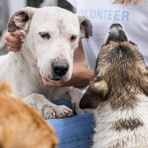 LA-District-Attorney-DTLA-California-lawmakers-bill-adoptions-abused-animals-assemblymember-matt-haney-social-compassion-in-legislation