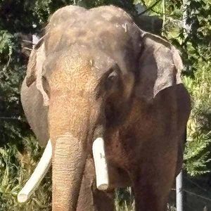 LA-Zoo-Betrays-Public-Trust-Elephants-Zoo-social-compassion-in-legislation copy