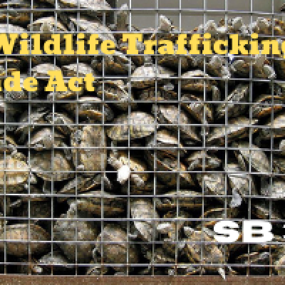 Wildlife Trafficking and Trade Act