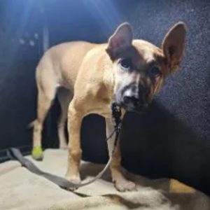 OC-Register-California-lawmakers-bill-adoptions-abused-animals-assemblymember-matt-haney-social-compassion-in-legislation-judie-mancuso