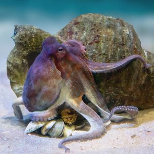 OCTOPUS-Act-social-compassion-in-legislation