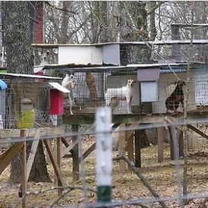Ordinance Passed to Prohibit Mill Bred Animals in Pet Shops