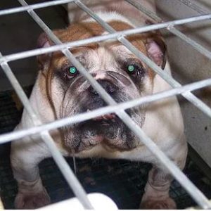 Ordinance to Ban Sales of Puppy Mill Animals in Laguna Beach