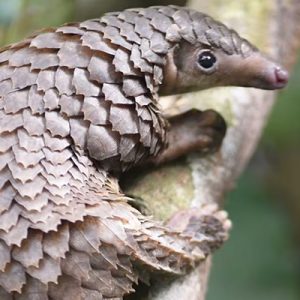 Pangolin